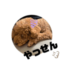 トイプードルのぎんときスタンプ（個別スタンプ：30）
