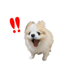 イルちゃん(世界一かわいい)（個別スタンプ：3）