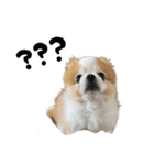 イルちゃん(世界一かわいい)（個別スタンプ：5）