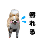 イルちゃん(世界一かわいい)（個別スタンプ：11）