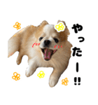 イルちゃん(世界一かわいい)（個別スタンプ：13）