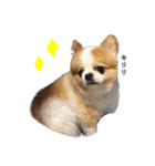イルちゃん(世界一かわいい)（個別スタンプ：17）