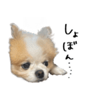 イルちゃん(世界一かわいい)（個別スタンプ：23）