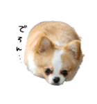 イルちゃん(世界一かわいい)（個別スタンプ：24）