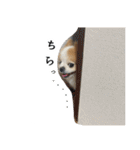 イルちゃん(世界一かわいい)（個別スタンプ：27）