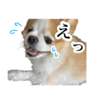 イルちゃん(世界一かわいい)（個別スタンプ：28）