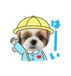 シーズー犬アレンくん（個別スタンプ：1）