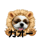 シーズー犬アレンくん（個別スタンプ：2）