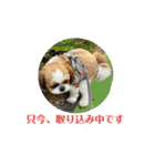シーズー犬アレンくん（個別スタンプ：3）