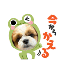 シーズー犬アレンくん（個別スタンプ：4）