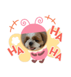 シーズー犬アレンくん（個別スタンプ：5）