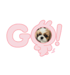 シーズー犬アレンくん（個別スタンプ：6）