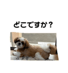 シーズー犬アレンくん（個別スタンプ：9）
