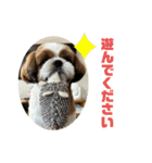 シーズー犬アレンくん（個別スタンプ：11）