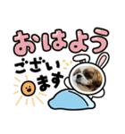 シーズー犬アレンくん（個別スタンプ：13）