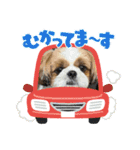 シーズー犬アレンくん（個別スタンプ：14）