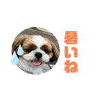 シーズー犬アレンくん（個別スタンプ：15）