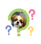 シーズー犬アレンくん（個別スタンプ：16）
