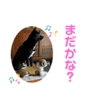 シーズー犬アレンくん（個別スタンプ：17）