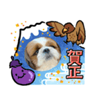 シーズー犬アレンくん（個別スタンプ：19）