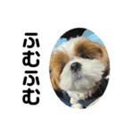 シーズー犬アレンくん（個別スタンプ：20）