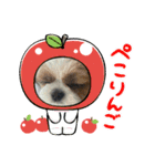 シーズー犬アレンくん（個別スタンプ：21）