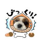 シーズー犬アレンくん（個別スタンプ：23）