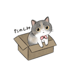 【修正版】おうちねこ ビビのスタンプ（個別スタンプ：13）