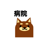 《柴犬》金沢区生活♪（個別スタンプ：20）