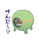 キジトラとみかん（個別スタンプ：10）