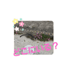 春日井さんちの友達～とら～（個別スタンプ：1）