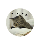 春日井さんちの友達～とら～（個別スタンプ：5）