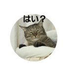 春日井さんちの友達～とら～（個別スタンプ：6）