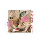 春日井さんちの友達～とら～（個別スタンプ：7）