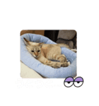 春日井さんちの友達～ごま～（個別スタンプ：2）
