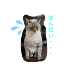 春日井さんちの友達～ごま～（個別スタンプ：4）
