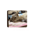 春日井さんちの友達～ごま～（個別スタンプ：6）