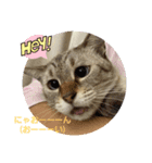 春日井さんちの友達～ごま～（個別スタンプ：8）