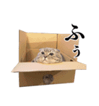 猫のボーちゃん #01（個別スタンプ：4）