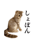 猫のボーちゃん #01（個別スタンプ：6）