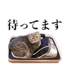 猫のボーちゃん #01（個別スタンプ：37）