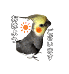色とりどりオカメ(修正版)（個別スタンプ：2）