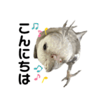 色とりどりオカメ(修正版)（個別スタンプ：3）