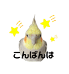 色とりどりオカメ(修正版)（個別スタンプ：4）