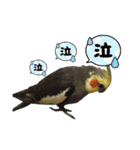 色とりどりオカメ(修正版)（個別スタンプ：6）