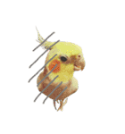 色とりどりオカメ(修正版)（個別スタンプ：10）