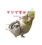 色とりどりオカメ(修正版)（個別スタンプ：11）
