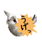 色とりどりオカメ(修正版)（個別スタンプ：12）