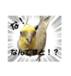 色とりどりオカメ(修正版)（個別スタンプ：13）