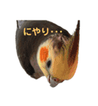 色とりどりオカメ(修正版)（個別スタンプ：14）